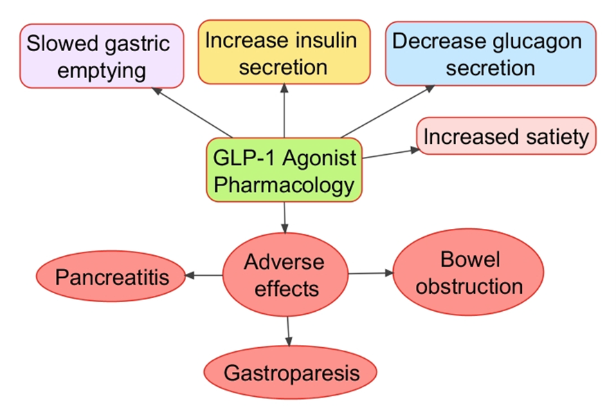 Pharmacology of GLP-1 agonists. The four major mechanism of action of GLP-1 agonists are shown in addition to the three major adverse effects associated with clinical use of GLP-1 agonists.